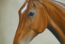 'Mancha' The Polo Pony